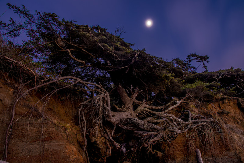 Iconic Kalaloch Tree of Life with exposed roots on eroded cliff under the moon